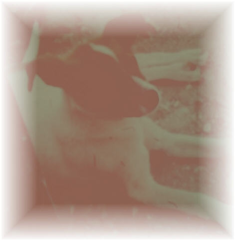 In remembrance of my sweet Romanian adopted puppy,